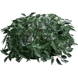 Leaves